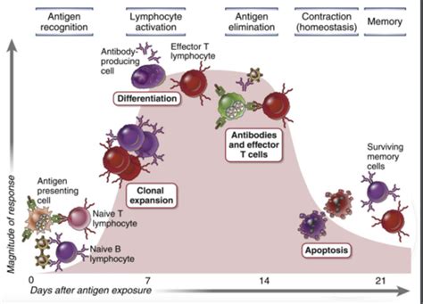 Immunology Flashcards Quizlet