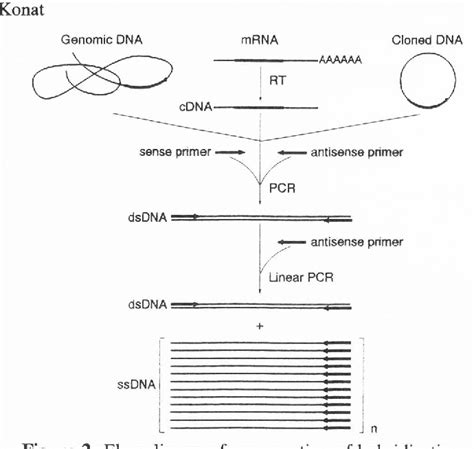 Figure 2 From Generation Of High Efficiency Ssdna Hybridization Probes