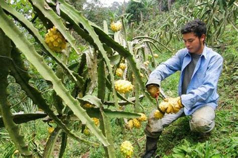 La Producción De Pitahaya Se Encuentra En Prueba