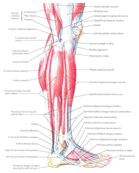 Muscular Anterior Shin Wallskid