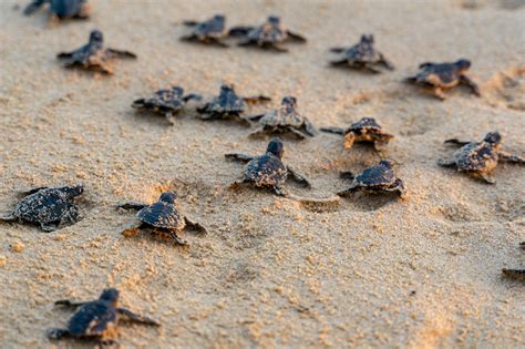 Il Miracolo Della Vita In Sicilia Il Primo Nido Di Tartarughe Caretta