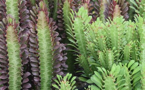 Euphorbia trigona | Calara Cacti and Succulents