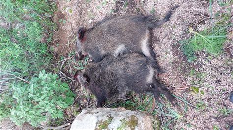 Caccia Al Cinghiale In Sardegna Coppiola Wild Boar Hunting