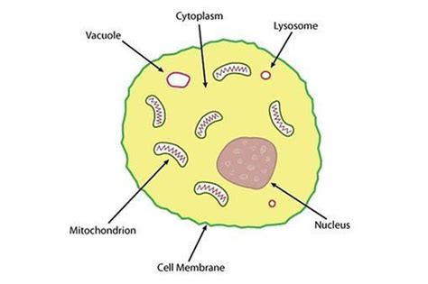 structure of an animal cell : Biological Science Picture Directory ...