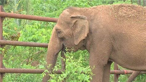 Elefantas Resgatadas De Circo Em Mg Chegam Ao Primeiro Santu Rio Do