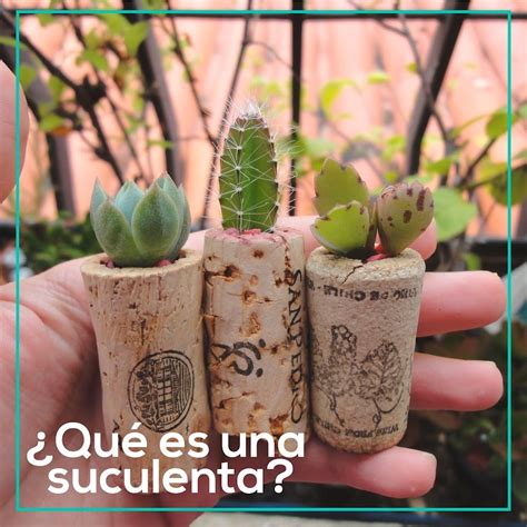 Aprende A Propagar Suculentas Plantas