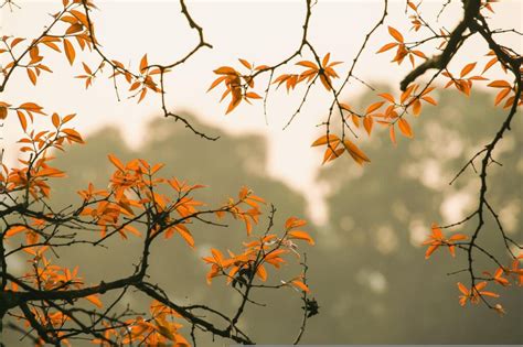 Italia In Autunno Luoghi Dove Ammirare Il Foliage Tourism Italia