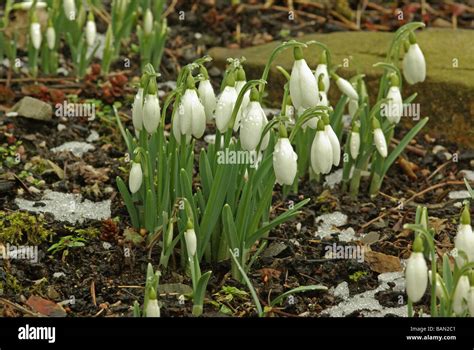 Snowdrops Galanthus Nivalis Stock Photo Alamy