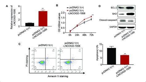 Overexpression Of LncOGD 1006 Activate BEnd 3 Apoptosis Overexpression