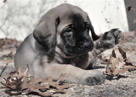The most surprising success story from a mastiff rescue went viral 8