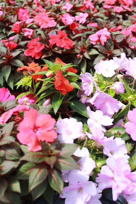 Sunpatiens | Liberty Landscape Supply