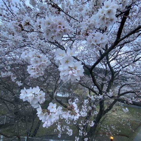 2021ユラックス熱海の桜 郡山ユラックス熱海 公式ホームページ