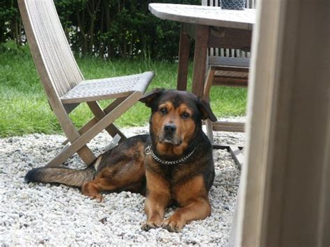 Nieuw Pup Kruising Rottweiler Mechelse Herder Hondenforum