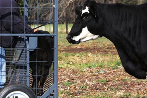 Safety Zone Calf Catchers – Serving Cattle Producers with an Easier and ...