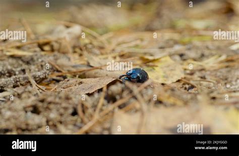 Close Up Of An Earth Boring Dung Beetle Geotrupidae On The Forest Floor