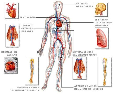 Órganos Del Sistema Circulatorio Y Sus Funciones Con Imágenes