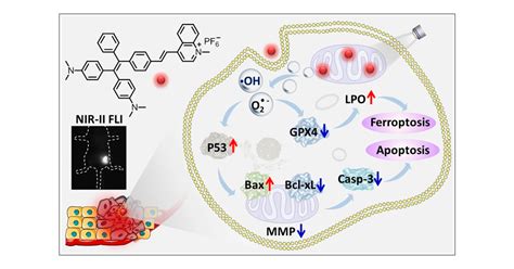 Efficient Nir Ii Type I Aie Photosensitizer For Mitochondria Targeted