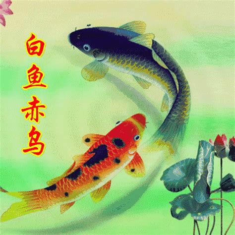 2018第一個長久日，送大家99條金魚；祝大家金「魚」滿堂 每日頭條