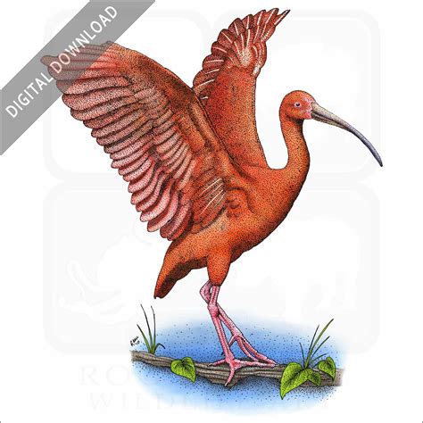 Stock Art Drawing Of A Scarlet Ibis Ubicaciondepersonas Cdmx Gob Mx