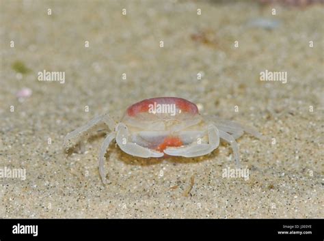 Pea crab hi-res stock photography and images - Alamy