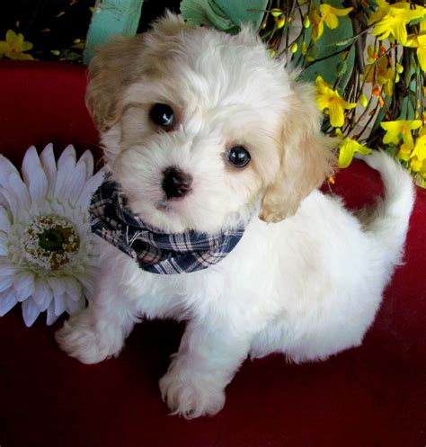 34++ Cavachon puppies information