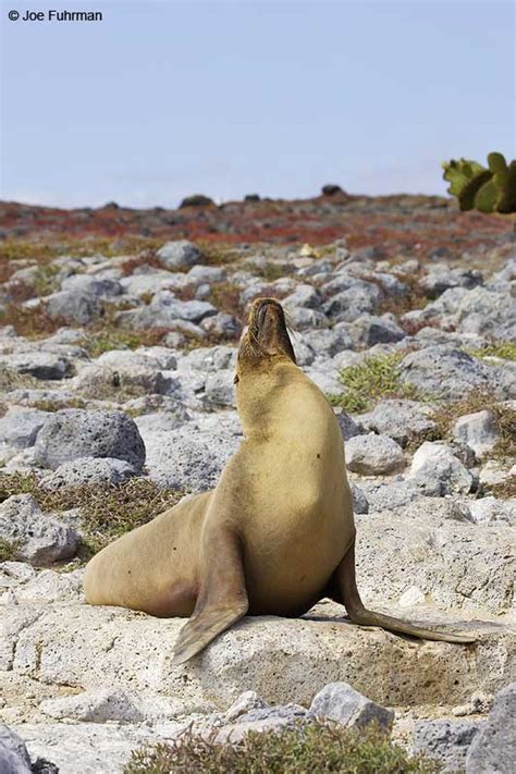 Galapagos Fur Seal – Joe Fuhrman Photography