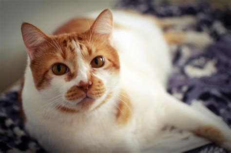 Gato Rouco O Que Pode Ser - Gato rouco: saiba causas e tratamentos | Blog da Cobasi