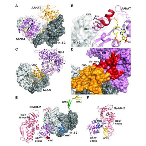 Structure of 14-3-3 proteins. (A) Crystal structure of the human 14-3-3 ...