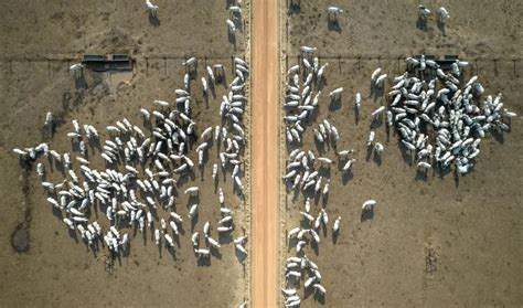 Brasil Suspende Las Exportaciones De Carne A China Tras Un Caso De