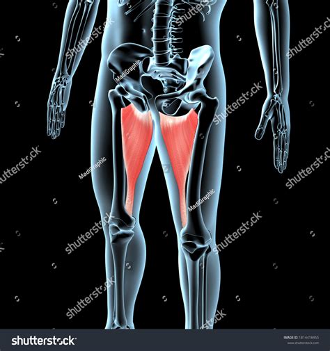 This 3d Illustration Shows Adductor Magnus Stock Illustration