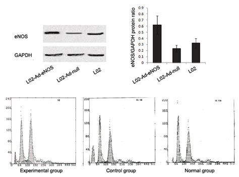 In Vitro Experiments A Western Blot Analysis Showed Increased Enos Download Scientific