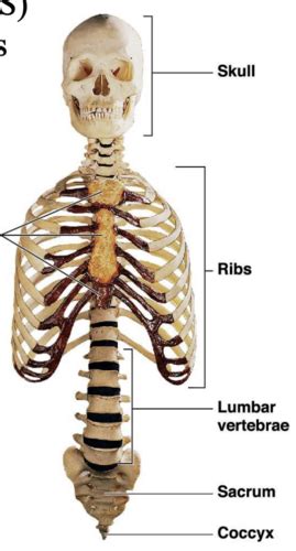 Human Anatomy Chapter 6: Axial Skeleton Flashcards | Quizlet