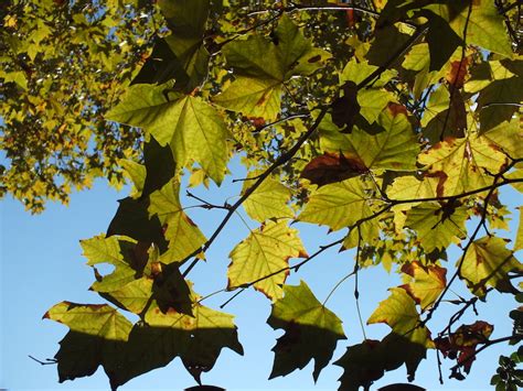 Vignaioli Artigiani Naturali Gli Avanguardisti Del Vino Naturale In