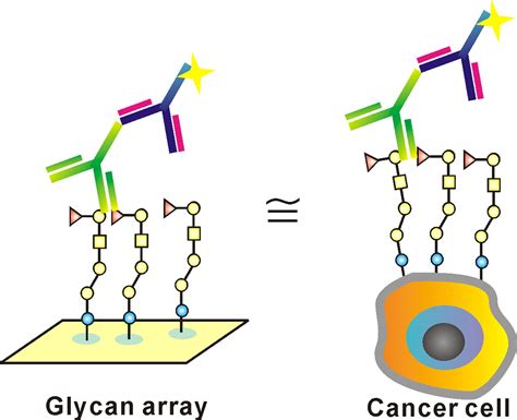 Glycan Microarray Of Globo H And Related Structures For Quantitative