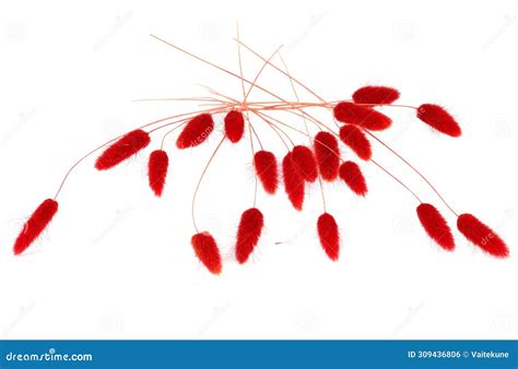 Red Fluffy Bunny Tails Grass Isolated On White Background Stock Photo