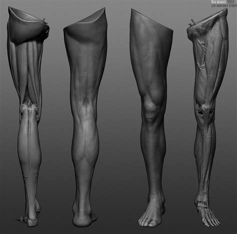 Human Leg Parts