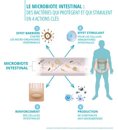 Comment le microbiote agit sur le système immunitaire