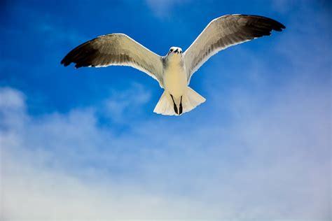 Two White Birds Flying Under Cloudy Sky · Free Stock Photo