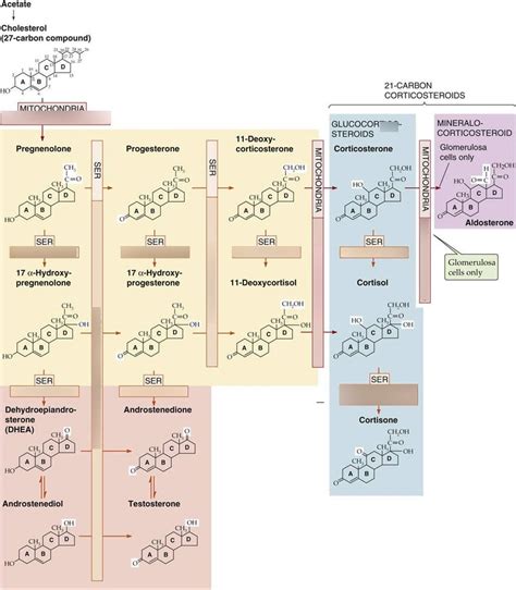 Glucocorticoid/Mineralocorticoid Synthesis Diagram Diagram | Quizlet