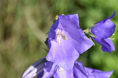 Hohe Glockenblume Grandiflora Coerulea STARKL Der starke Gärtner