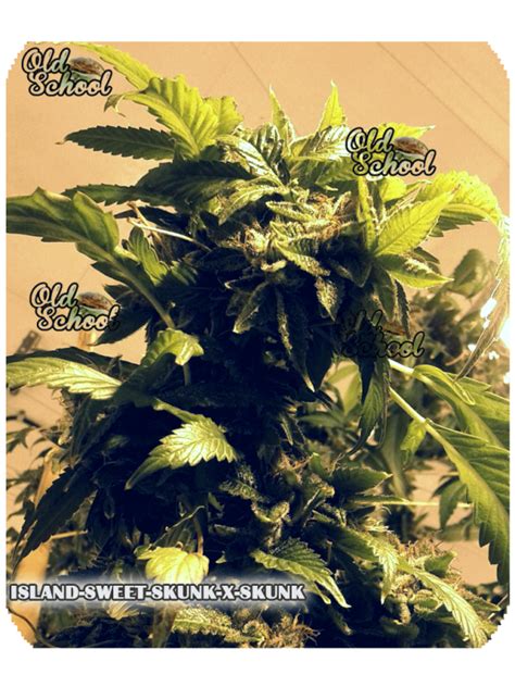 Spotlight On Island Sweet Skunk X Skunk Seeds Old School Breeders