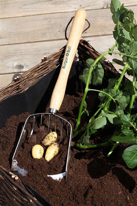 Burgon Ball Aardappelschep Bloomling Nederland