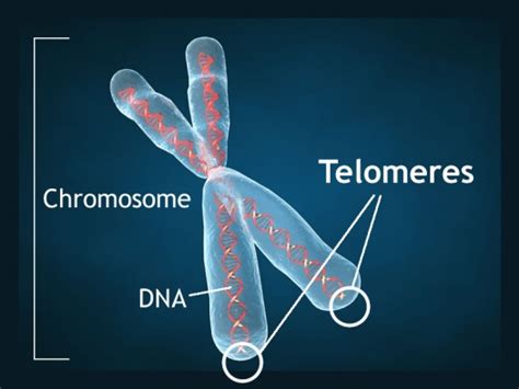 telomeres : Bipolar Network News