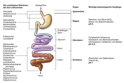 BIO132 3 Mikrobiologie Bakterielle Krankheiten Karteikarten Quizlet