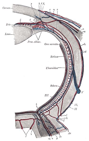 Ora Serrata Histology