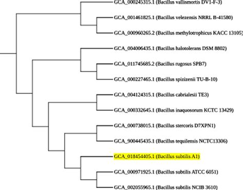 Phylogenetic Relationship Of S Sequence Of Bacillus Subtilis A