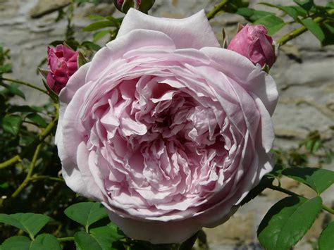 Спирит оф Фридом - Россевер Сад