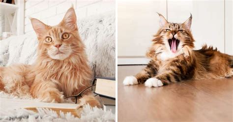 170 Maine Coon Cat Name Ideas You’ll Love