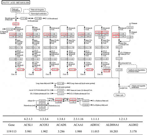 Kegg Pathway Of Fatty Acid Metabolism The Marked Proteins By Red Boxes Download Scientific