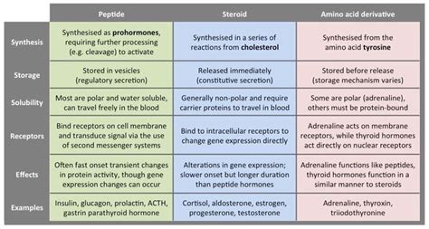 Types of Hormones | BioNinja | Hormones, Medical school stuff, Tyrosine